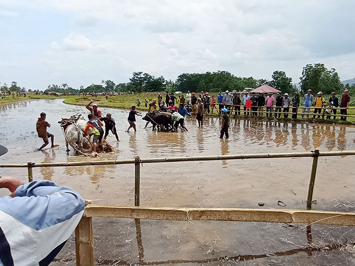 PACU JAWI— Bupati Eka Putra alek anak nagari Pacu Jawi di sawah Dampiang Nagari Parambahan kecamatan Lima Kaum, Sabtu (4/2).