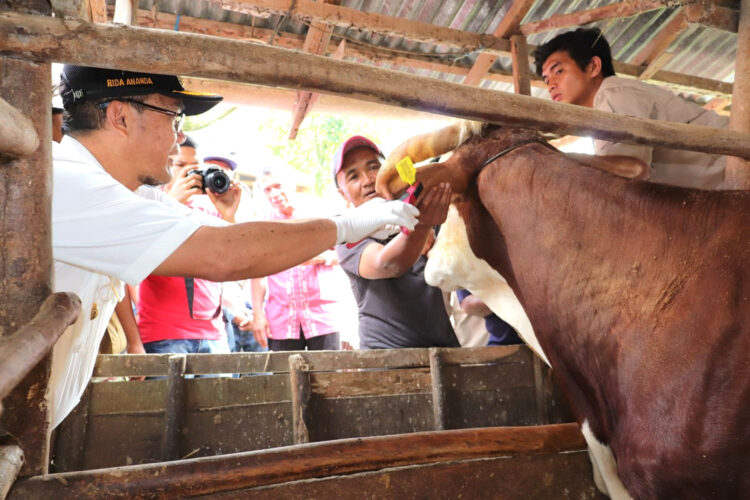 TANDAI SAPI— Pj Wali Kota Payakumbuh  Rida Ananda memberi tanda pada sapi yang sudah vaksinasi.