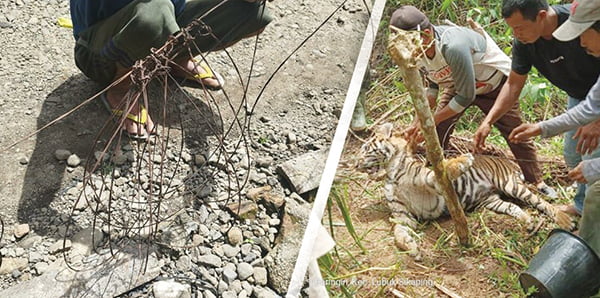 Pascamatinya Harimau, BKSDA Sumbar Sapu Bersih Jerat di Pasaman 1 JERAT BABI— BKSDA Sumbar akan mengambil jerat kawat dan diganti dengan jerat plastik di Kabupaten Pasaman.