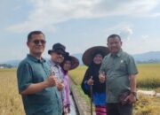 Dengan Rekayasa Genetika, Dinas Pertanian Kembangkan Padi Varietes Anak Daro