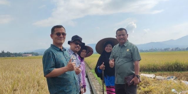 Dengan Rekayasa Genetika, Dinas Pertanian Kembangkan Padi Varietes Anak Daro 1 KEMBANGKAN—Penen padi jenis Anak Daro yang terus dikembangkan oleh Pemmo Kota Solok melalui Dinas pertanian.