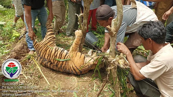 Harimau Sumatra Mati Terkena Jerat Babi, Sempat Mengaum hingga Menakuti Warga, Sengaja Dipasang untuk Lindungi Tanaman 1 EVAKUASI— Proses evakuasi Harimau Sumatra yang mati akibat terkena jerat babi di ladang warga di Kabupaten Pasaman.