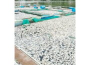 Kematian Ikan di Danau Maninjau 15,2 ton, Kerugian Capai Ratusan Juta