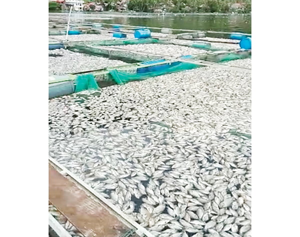Kematian ikan di Danau Maninjau 15