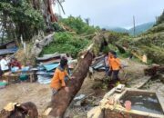 Hantam Rumah Warga, Pohon Beringin Usia Seabad Tumbang