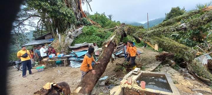 Hantam Rumah Warga, Pohon Beringin Usia Seabad Tumbang 1 BERSIHKAN POHON— Anggota BPBD yang mendapat laporan warga langsung terjun ke lokasi untuk membantu warga dan membersihkan lokasi kejadian di Dusun Guguk Bongo Lumindai, Kecamatan Barangin, Kota Sawahlunto.