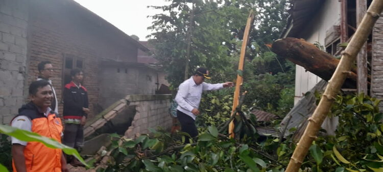 Rumah Gadang Ditimpa Pohon Manggis Berusia 80 Tahun 1 POHON TUMBANG— Kalaksa BPBD Kota Payakumbuh, Erizon bergerak cepat mendatangi lokasi pohon tumbang untuk melakukan evakuasi pohon.