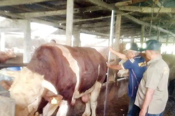 Tingkatkan Pembibitan Sapi Potong, Berikan Penguatan Kelembagaan Kelompok Tani Ternak 1 Tiga sapi asal Agam diusulkan jadi hewan kurban presiden