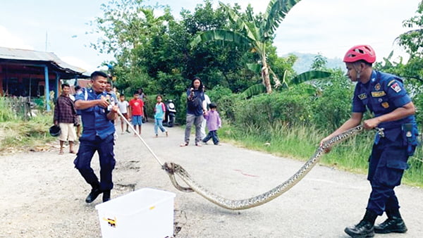 Bikin Kaget, Piton 4 Meter Ditemukan di Selokan 1 PITON DALAM SELOKAN— Petugas Damkar Kota Padang berhasil mengamankan piton sepanjang 4 meter di dalam selokan, di kawasan Pampangan, Kecamatan Lubukbegalung, Jumat (26/5) siang pukul 11.35 WIB.