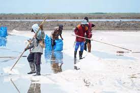 Pelaku Usaha Garam Lokal Menjerit, Stok Habis Terpaksa Rumahkan Karyawan 1 Ilustrasi garam rakyat. (Istimewa)