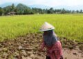 Warga dan Petani di Pessel, Berharap Dinas Terkait lakukan Pengawasan Pupuk 10 Warga dan Petani di Pessel, Berharap Dinas Terkait lakukan Pengawasan Pupuk