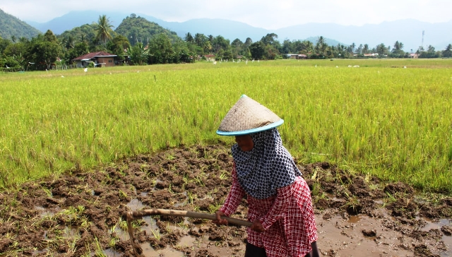 Warga dan Petani di Pessel, Berharap Dinas Terkait lakukan Pengawasan Pupuk 1 197