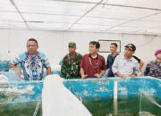 Hasil Produksi Lobster Lebih Untung Dibanding Ikan Kerapu, BBIP Sikakap Disarankan Beralih ke Budidaya Lobster Laut