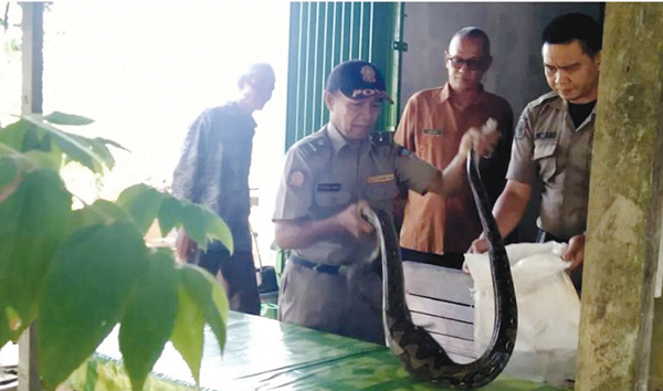 EVAKUASI— Petugas Satpol PP BKO Kecamatan Nanggalo berhasil menangkap seekor ular besar berukuran lebih kurang 2,5 meter, Jumat (16/6), dari dalam kandang ternak milik warga di Kelurahan Kurao Pagang, Kecamatan Nanggalo.