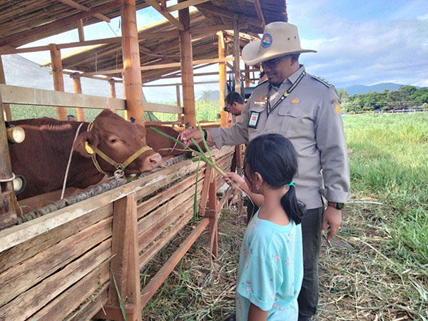 SAPI--Seorang anak perempuan melihat sapi-sapi di kandang ranch mini milik BPTU HPT Padang Mengatas, Kabupaten Limapuluh Kota, Sumbar yang hadir di Penas XVI KTNA.