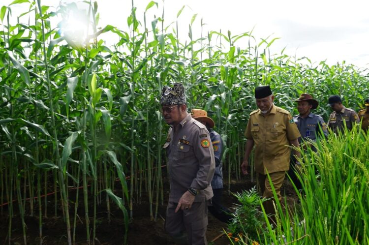 Penas XVI KTNA, Tanaman Tumbuh Subur di Lanud Sutan Sjahrir, Gubernur Wacanakan Hidupkan Kembali Pacuan Kuda 1 TELUSURI AREA PERCONTOHAN— Gubernur Sumbar Mahyeldi Ansharullah bersama Menteri Pertanian, Syahrul Yasin Limpo menelusuri area percontohan pertanian Penas XVI KTNA di Lanud Sutan Sjahrir Padang.