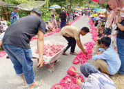 Tidak Pakai Kupon, Warga Sitingkai Palupuah Bagikan Daging Kurban Lewat Tradisi Manampuang