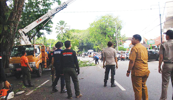 Antisipasi Bahaya, DLH Pangkas Pohon yang Rawan Tumbang 1 PEMANGKASAN POHON— Petugas DLH Kota Padang dan OPD lain melakukan pemangkasan pohon yang dinilai membahayakan, di kawasan jalan Rasuna Said, Selasa (6/6) sekitar pukul 09.30 WIB. Selain itu pemangkasan juga dilakukan di jalan Sisingamangaraja dan Adinegoro.