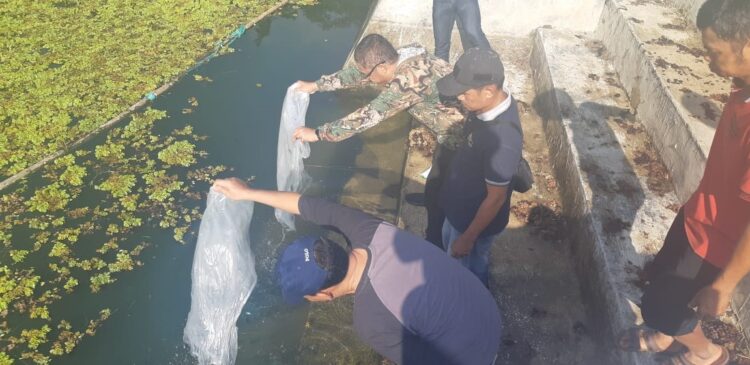 Pj. Wali Kota Payakumbuh Rida Ananda me­lepas 3.000 ekor bibit ikan nila di Embung Am­pangan, Kelurahan Kapalo Koto Ampangan