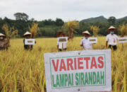 Defisit APBD, Kondisi Surplus Padi di Sijunjung semakin Tergerus