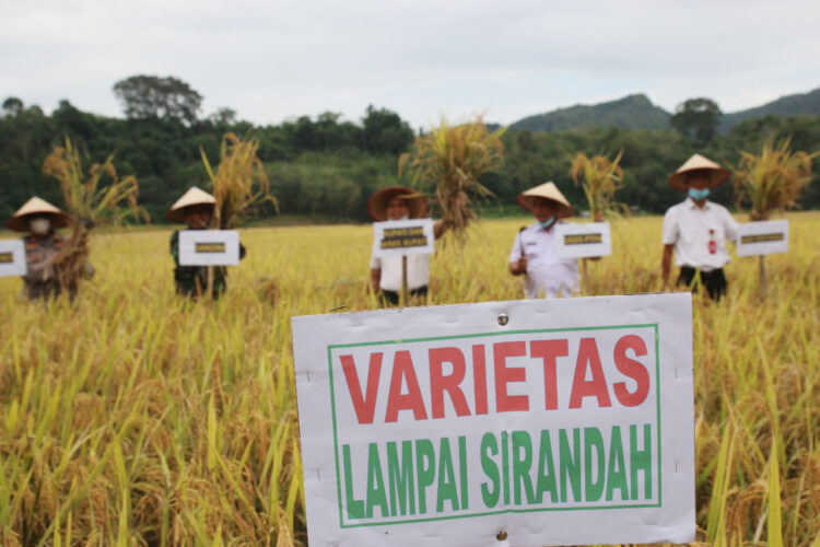 DEFISIT— Kurangnya intervensi anggaran pemerintah daerah di sektor pertanian disebabkan oleh keadaan anggaran pendapatan dan belanja daerah (APBD) Sijunjung yang mengalami defisit.