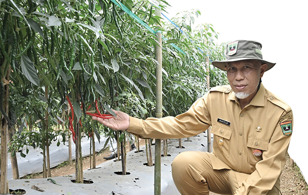 Penas KTNA XVI Dukung Peningkatan Sektor Pangan Sumbar, Dinas Pangan Temu Petani ASEAN dan Mitra ASEAN, Kunjungi Peternakan Sirukam Dairy Farm dan Perkenalkan Padi Salibu 1 Gubernur Sumbar H. Mahyeldi Ansharullah, S.P meninjau salah satu lokasi perkebunan cabai.