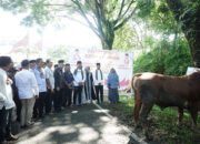 Pemkab Solsel Sembelih 41 Ekor Sapi dan 2 Kambing