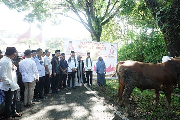 Pemkab Solsel Sembelih 41 Ekor Sapi dan 2 Kambing 1 PENYEMBELIHAN SAPI KURBAN— Bupati Solok Selatan H Khairunas saksikan sapi kurban yang akan disembelih, Kamis (29/6).