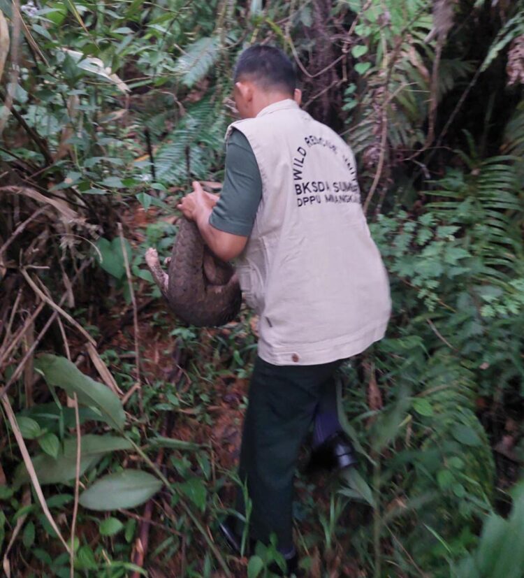 Hutan Alami Siguntur Tarusan Pessel, Jadi Salah Satu Habitat Trenggiling 1 134