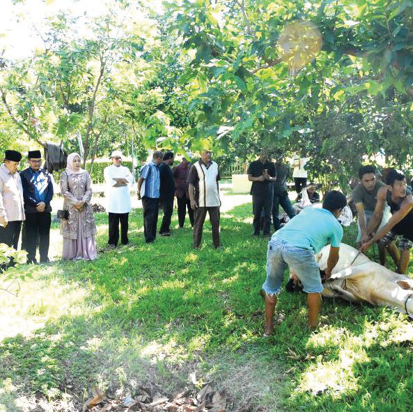 Dinas Pertanian Agam Turunkan 30 Petugas, Belum Ada Laporan Hewan Kurban Idap Cacing Hati 1 PENYEMBELIHAN— Prosesi penyembelihan sapi kurban yang dilakukan di Masjid Nurul Falah, Padang Baru, Lubuk Basung, Kamis (29/6). Sampai Jumat (30/6), Dinas Pertanian Agam belum menemukan dan mendapat laporan tentang adanya hewan kurban yang mengidap penyakit cacing hati saat disembelih pada Idul Adha 1444 Hijriyah.