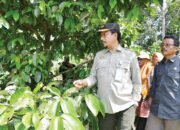 Kunjungi Pembibitan Manggis Kamang, Kementan: Ratu Kamang Jenis Manggis Terbaik di Indonesia