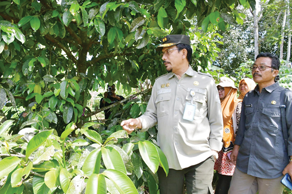 PEMBIBITAN MANGGIS— Direktur Buflo Kementan RI, Dr Liferdi Lukman kunjungi pembibitan manggis ratu kamang, di Nagari Kamang Hilia, Kecamatan Kamang Magek, Kabupaten Agam, Kamis (27/7).