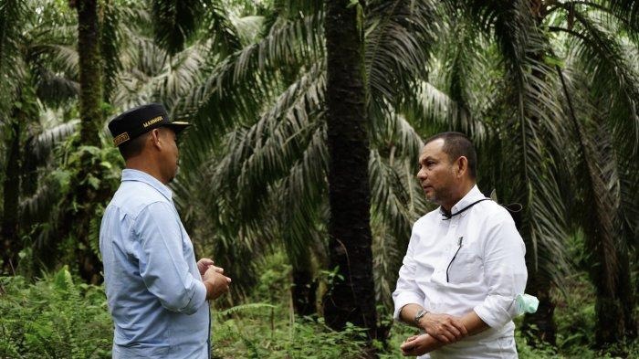 Iswan Achir, Sosok Hebat di Balik Laba Besar Tiga Tahun Beruntun PTPN VI 1 Direktur PTPN VI Iswan Achir saat berada di lokasi perkebunan di Jambi.