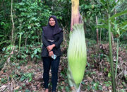Bukti Keragaman Hayati Geopark Silokek, Bunga Bangkai Jenis Amorphophallus Titanum Mekar di Sijunjung