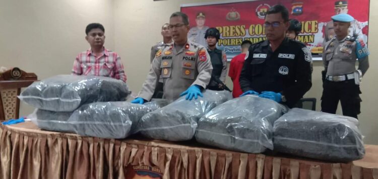 PERLIHATKAN GANJA— Wakapolres Padang Pariaman Kompol Amirjon bersama Kasatnarkoba perlihatkan 41 Kg ganja yang disita dari penangkapan pelaku AR.