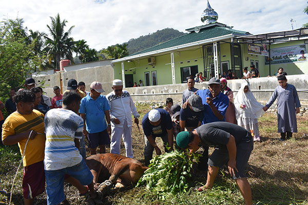 PT Farensa Ardina Abadi dan Keluarga Besar H. Irmansyah Berbagi, Perdana, 4 Ekor Sapi Disemblih di Mushalla Al -Amin 1 SAKSIKAN PENYEMBELIHAN— Komisaris Utama PT Farensa Ardina Abadi, H. Irmansyah (Buyung Aman) dan keluarga besarnya menyaksikan penyembelian sapi kurban di Musahalla Al Amin