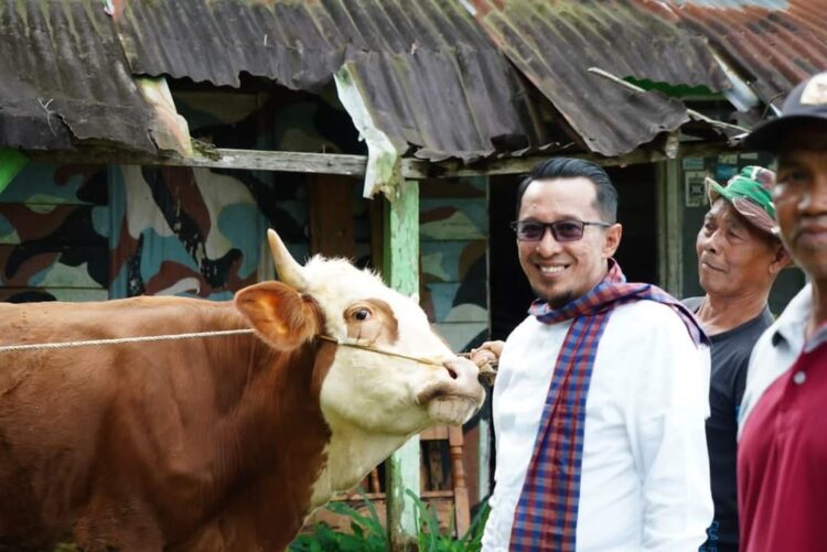 SAPI SIMENTAL— Bupati Tanah Datar Eka Putra melihat sapi simental yang akan disembelih masyarakat di Jorong Sapta Marga II yang dilaksanakan di Masjid Nurul Iman, Kamis (29/6).