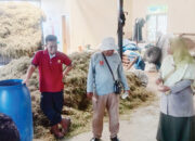 Pelajari Praktek Pembuatan Pakan Awetan, Puluhan Peternak Agam Kunjungi BPTU-HPT Padang Mangatas