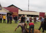 Sembelih Enam Ekor Sapi, Polres Sijunjung Bagi-bagi Daging Kurban untuk Masyarakat
