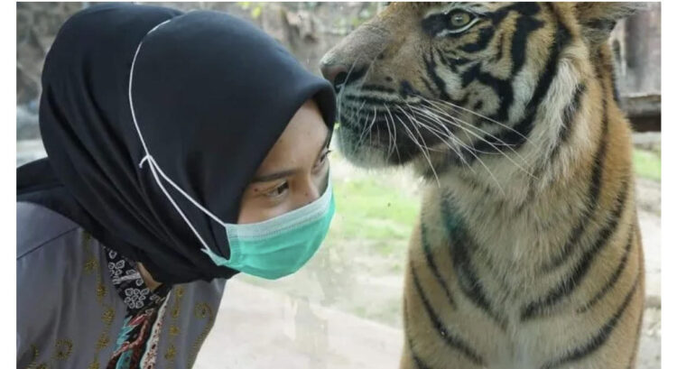 HARI HARIMAU SEDUNIA— Yayasan Jejak Harimau Sumatera menggelar peringatan Hari Harimau Sedunia sebagai momentum penyadartahuan pentingnya menjaga habitat harimau Sumatera.
