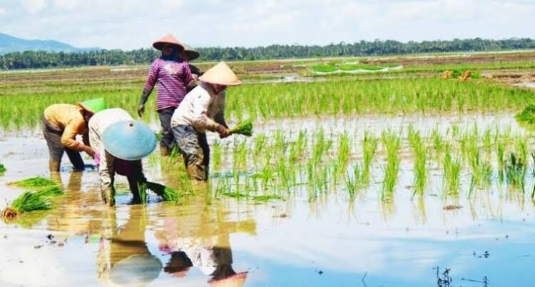 Pendistribusian Pupuk di Pessel, Dinas Pertanian Belum Terima Laporan dari Distributor. 1 60eee9e8 4f86 45d7 a85f ae12dc8ca597