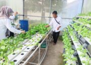 Diproduksi Dinas Pangan Kota Solok, Warga sudah Banyak Beli Sayur Hidroponik