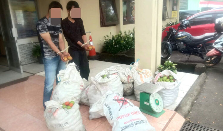 PENCURI TOMAT— Polisi mengamankan dua pencuri tomat di Banuhampu Sungai Puar, Kabupaten Agam dan menggiringnya ke Mapolsek setempat. 