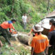 evakuasi pohon tumbang