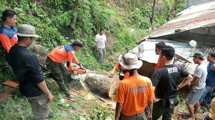 evakuasi pohon tumbang