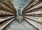 Babinsa Ikut Geliatkan Ekonomi Lima Puluh Kota