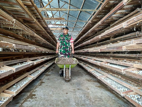 Babinsa Ikut Geliatkan Ekonomi Lima Puluh Kota 1 kotoran Puyuh— Bhabinsa Koramil 02 Pangkalan Kodim 0306 Lima Puluh Kota, Serda Masrizal, saat mengangkut kotoran Puyuh dikandangnya Jorong Taratak, Nagari Sarilamak, Kabupaten Lima Puluh Kota.