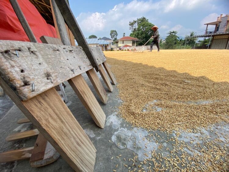 Gagal Panen Sebabkan Padi Langka, Harga Beras Melambung 1 MENJEMUR PADI— Petani sedang menjemur padi di tempat penggilingan padi.