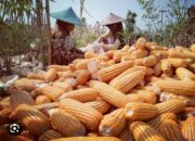 Harga Jagung Kering Merangkak Naik