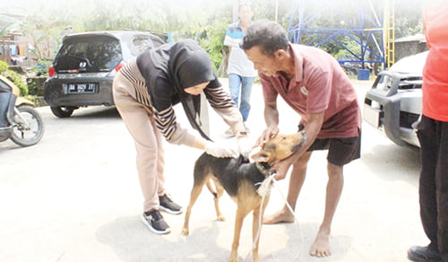 VAKSINASI RABIES— Petugas Dinas Peternakan dan Pertanian Kota Padang melakukan vaksinasi terhadap hewan peliharaan milik warga di posko yang sudah disediakan di Kelurahan Pisang. Hingga kemarin Dinkes terus memantau kondisi korban yang diserang dan digigit anjing liar dan sudah mendapat Vaksin Anti Rabies (VAR).